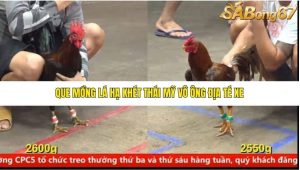 Trận 8 Bồ Gà C5 Ngày 27/6/2025