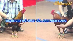 3 Trận Thắng Nhận 1000 USD Bồ C3 29/7/2025