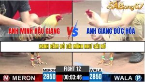 Trận 12 Bồ Gà C3 Ngày 22/7/2025