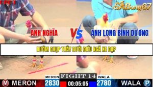 Trận 14 Bồ Gà C1 Ngày 22/7/2025