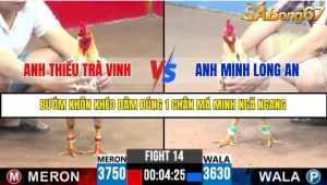 Trận 14 Bồ Gà C3 Ngày 22/7/2025