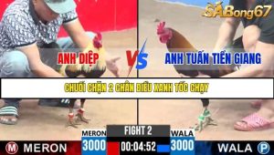 Trận 2 Bồ Gà C3 Ngày 22/7/2025