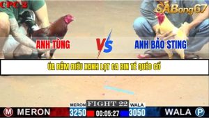 Trận 22 Bồ Gà C2 Ngày 20/7/2025