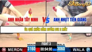 Trận 3 Bồ Gà C3 Ngày 22/7/2025