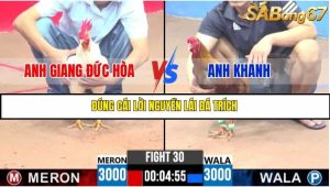 Trận 30 Bồ Gà C3 Ngày 15/7/2025