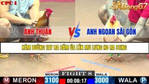Trận 8 Bồ Gà C1 Ngày 14/7/2025