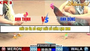 Trận 10 Bồ Gà C2 Ngày 11/7/2025