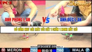 Trận 10 Bồ Gà C2 Ngày 23/7/2025