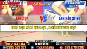 Trận 10 Bồ Gà C2 Ngày 27/7/2025