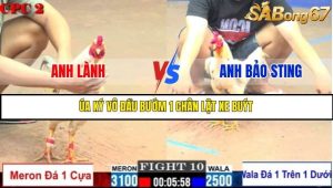 Trận 10 Bồ Gà C2 Ngày 9/7/2025