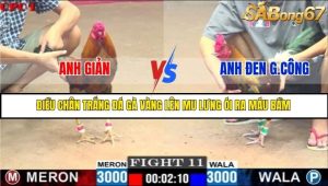 Trận 11 Bồ Gà C1 1/7/2025