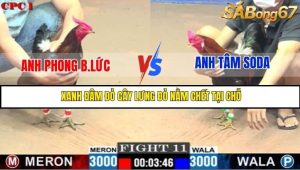 Trận 11 Bồ Gà C1 Ngày 28/7/2025
