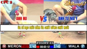 Trận 11 Bồ Gà C2 Ngày 27/7/2025