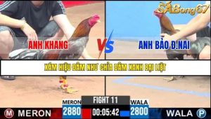Trận 11 Bồ Gà C3 Ngày 5/7/2025