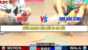 Trận 12 Bồ Gà C2 Ngày 27/7/2025