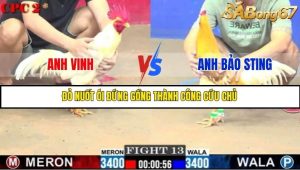 Trận 13 Bồ Gà C2 Ngày 9/7/2025