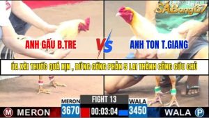 Trận 13 Bồ Gà C3 Ngày 16/7/2025
