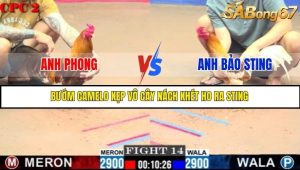 Trận 14 Bồ Gà C2 Ngày 20/7/2025