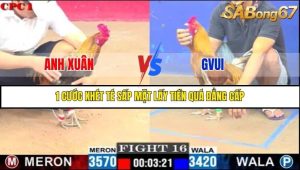 Trận 16 Bồ Gà C1 3/7/2025
