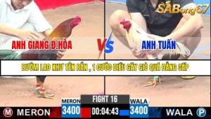 Trận 16 Bồ Gà C3 Ngày 5/7/2025