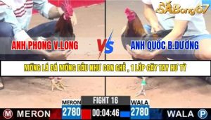 Trận 16 Bồ Gà C3 Ngày 8/7/2025