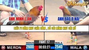 Trận 17 Bồ Gà C3 Ngày 28/7/2025