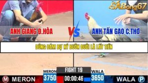 Trận 19 Bồ Gà C3 Ngày 27/7/2025
