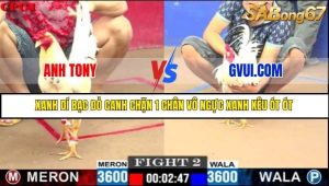 Trận 2 Bồ Gà C1 Ngày 12/7/2025