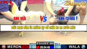 Trận 20 Bồ Gà C2 Ngày 13/7/2025