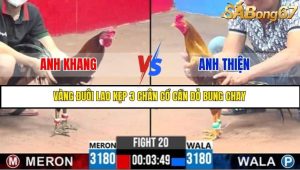 Trận 20 Bồ Gà C3 Ngày 8/7/2025