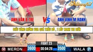 Trận 23 Bồ Gà C3 Ngày 30/7/2025