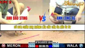 Trận 24 Bồ Gà C2 Ngày 16/7/2025