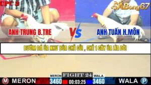 Trận 24 Bồ Gà C2 Ngày 4/7/2025