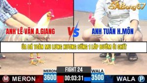 Trận 24 Bồ Gà C3 Ngày 30/7/2025
