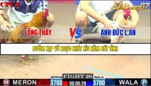 Trận 26 Bồ Gà C2 Ngày 23/7/2025