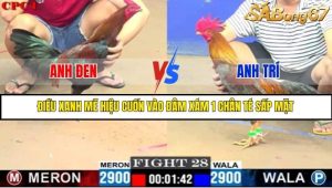 Trận 28 Bồ Gà C1 Ngày 19/7/2025