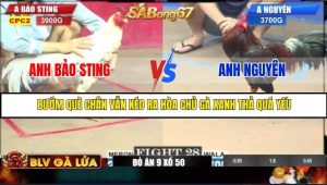 Trận 28 Bồ Gà C2 Ngày 27/7/2025