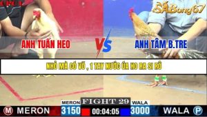 Trận 29 Bồ Gà C1 Ngày 19/7/2025