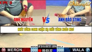 Trận 29 Bồ Gà C2 Ngày 20/7/2025