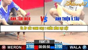 Trận 29 Bồ Gà C3 Ngày 29/7/2025