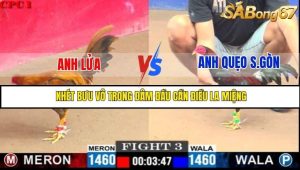 Trận 3 Bồ Gà C1 Ngày 28/7/2025