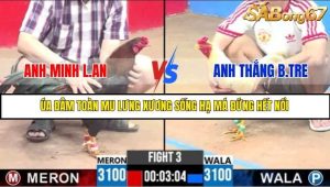 Trận 3 Bồ Gà C3 Ngày 13/7/2025