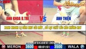 Trận 30 Bồ Gà C1 Ngày 19/7/2025