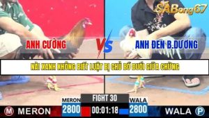 Trận 30 Bồ Gà C3 Ngày 24/7/2025