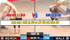 Trận 30 Bồ Gà C3 Ngày 29/7/2025