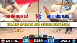 Trận 31 Bồ Gà C3 Ngày 17/7/2025