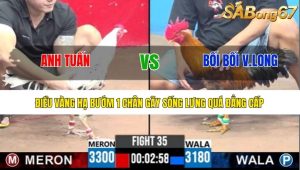 Trận 35 Bồ Gà C3 Ngày 8/7/2025