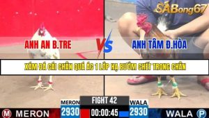 Trận 42 Bồ Gà C3 Ngày 30/7/2025