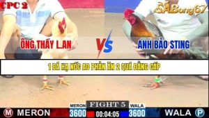 Trận 5 Bồ Gà C2 Ngày 9/7/2025