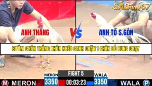 Trận 5 Bồ Gà C3 Ngày 19/7/2025